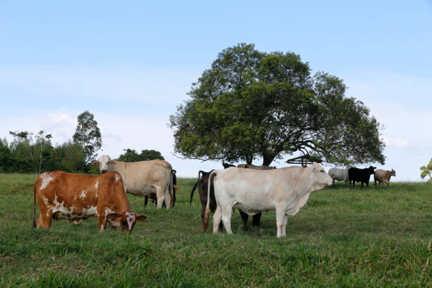 istock Cattle in green grass pasture with trees 1367390602