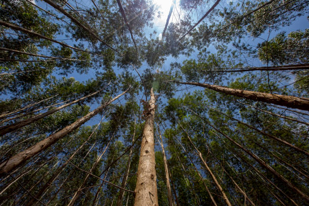 istock Forest of Eucalyptus seen from the bottom up 1367391819