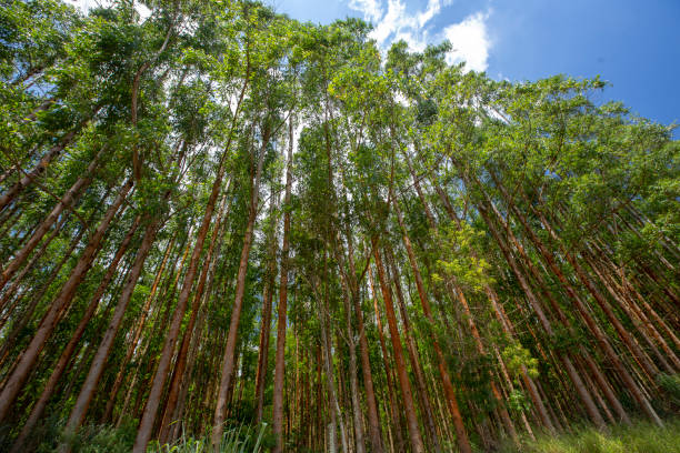 istock Perspective of eucalyptus groves in rational plantation 1367391937