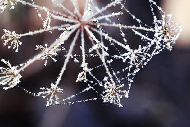 Dill umbrella close-up connected by a thin thread of frost. Snowflakes covered the stem.Close-up, Horizontal, copy space.