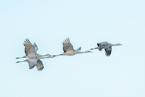 These sandhill cranes are at Bosque del Apache National Wildlife Reserve