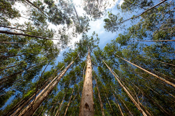 istock Forest of Eucalyptus seen from the bottom up 1367392115