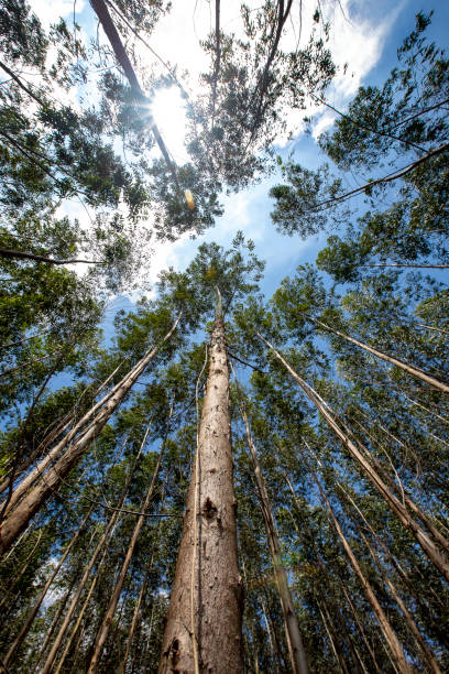 istock Forest of Eucalyptus seen from the bottom up 1367392118
