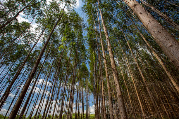 istock Forest of Eucalyptus seen from the bottom up 1367392149