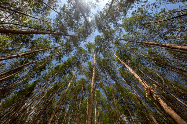 istock Forest of Eucalyptus seen from the bottom up 1367392184