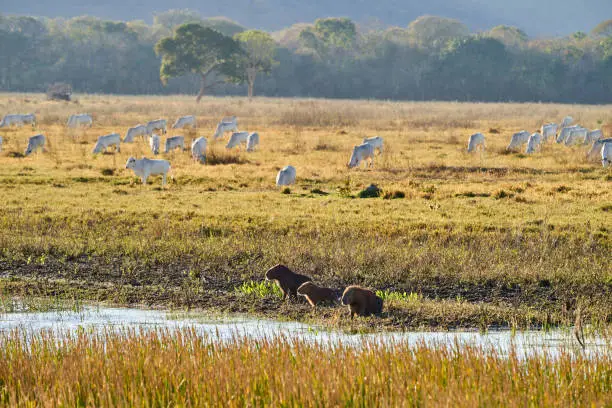 Photo of capybara family, Hydrochoerus hydrochaeris, the largest living rodent in the world, is a giant cavy rodent native to South America, sitting in the Pantanal Swamps  in Brazil amongst white cattle
