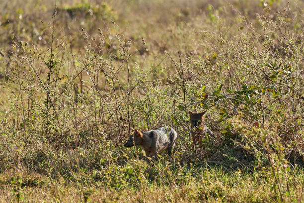 A mother Golden Jackal, Canis aureus, and one of her nearly-grown pups sitting in the light of an early morning in Ultima Frontiera, part of the Danube Delta Biosphere Reserve, a UNESCO World Heritage Site in eastern Romania. This species has an expanding population and is spreading westwards throughout mainland Europe.