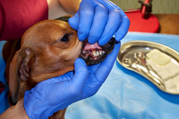 istock Examination of a dog's teeth 1367392815