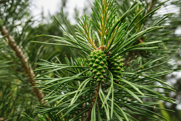 istock A young pine cone on a coniferous tree in the spring in the forest, the park in the daytime. Close-up. Selective focus 1367393280
