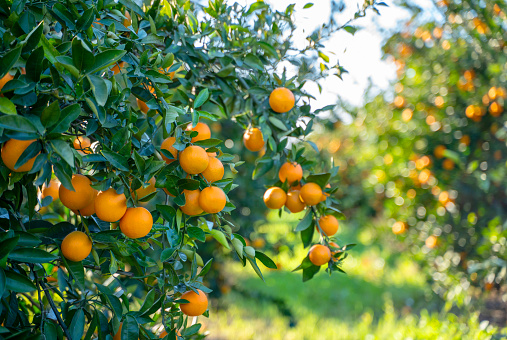 Oranges growing on tree orchard, Mugla, Turkey