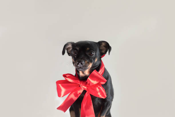 istock A small thoroughbred dog with a red bow. Pets. Animal themes 1367394139