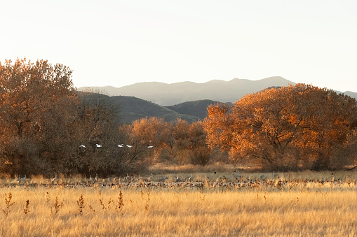 Golden trees and grasses in Bosque are the backdrop for snow geese and sandhill cranes