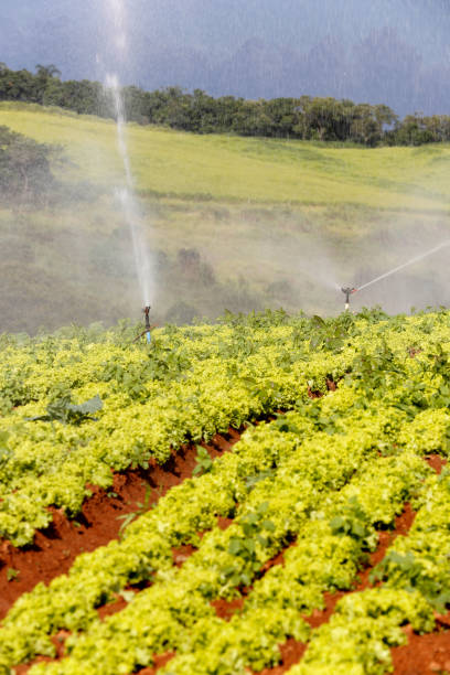 istock Irrigation in lettuce plantation 1367394408