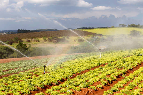 istock Irrigation in lettuce plantation 1367394429