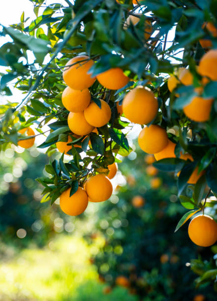 istock Oranges growing on tree orchard, Mugla, Turkey 1367394695