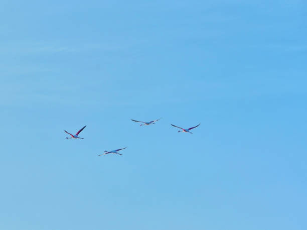 vendicari nature reserve sicily italy flamingos in flight Vendicari Nature Reserve Sicily Italy noto sicily stock pictures, royalty-free photos & images