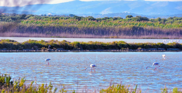 vendicari nature reserve sicily italy The Vendicari Wildlife Reserve is a protected natural area located within the free municipal consortium of Syracuse noto sicily stock pictures, royalty-free photos & images