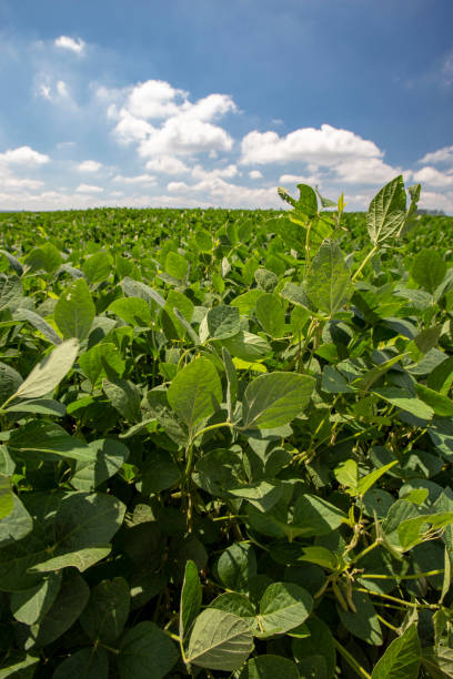 istock Soya field in growing, under deep blue sky 1367395699