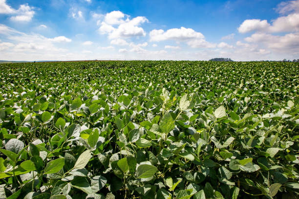 istock Soya field in growing, under deep blue sky 1367395702