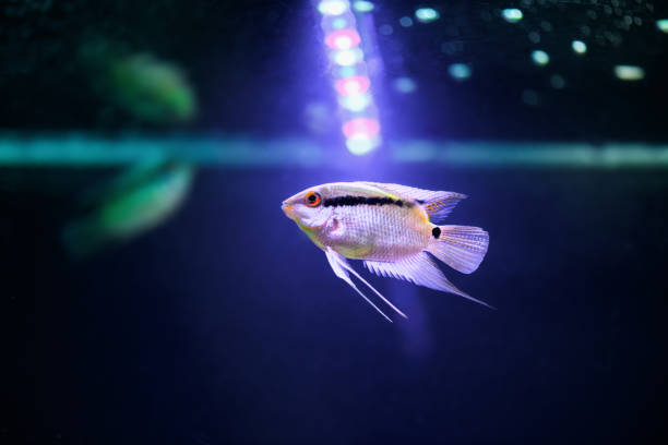 istock Festivum Cichlid in aquarium on a blue background. (Cichlazoma Mesonauta Festivus) 1367395997