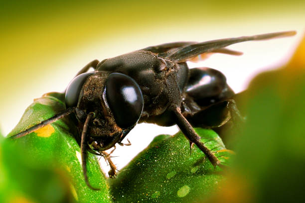 Black Flying insect Black Flying insect in green plant with green gradient background wasp photos stock pictures, royalty-free photos & images