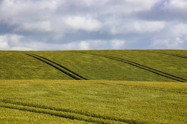 Green field and blue sky