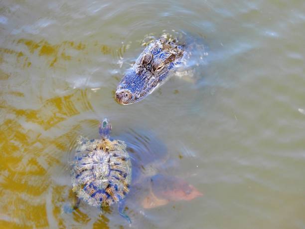 청소년 미국 악어, 빨간 귀 슬라이딩 거북이와 플로리다 소프트 쉘 거북이 함께 수영 - directly above outdoors alligator florida 뉴스 사진 이미지