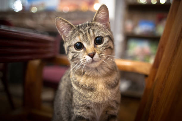 istock Tabby kiten looking at with curiosity 1367396960