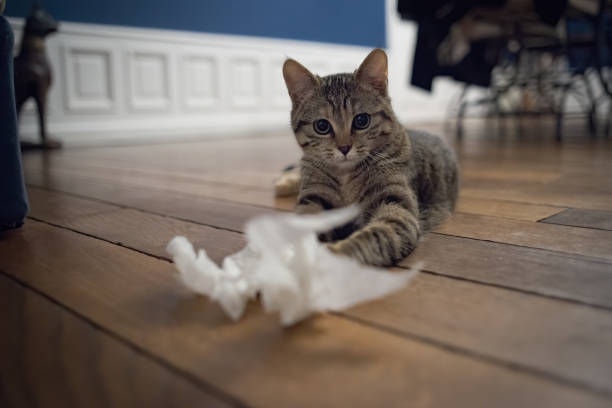 Fluffy young Tabby kitten , medium hair with determined expression