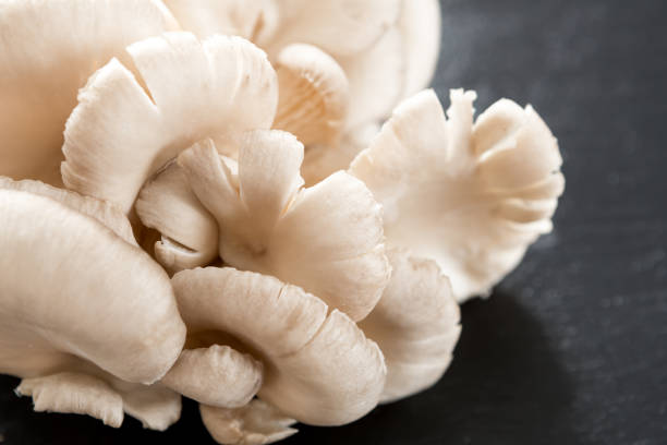 istock oyster mushroom on black background 1367397090