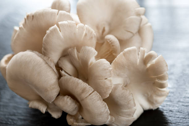 oyster mushroom on black background stock photo