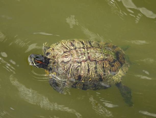 istock Red-eared slider Turtle (Trachemys scripta elegans) swimming in a lake 1367397545