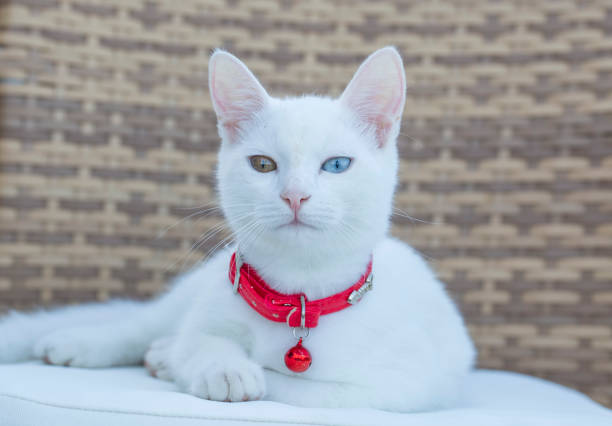 Portrait cute white cat; Turkish name; Van kedisi