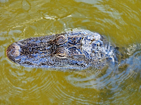 Juvenile Alligator Sun Bathing