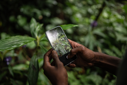 Man's hands phographing plants on the mobile phone in the forest