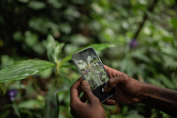 istock Man's hands phographing plants on the mobile phone in the forest 1367398852