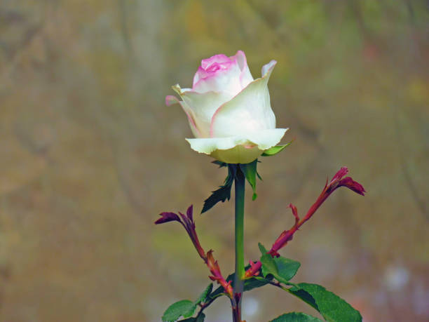 istock White Rose flower blooming in spring flower garden 1367398883