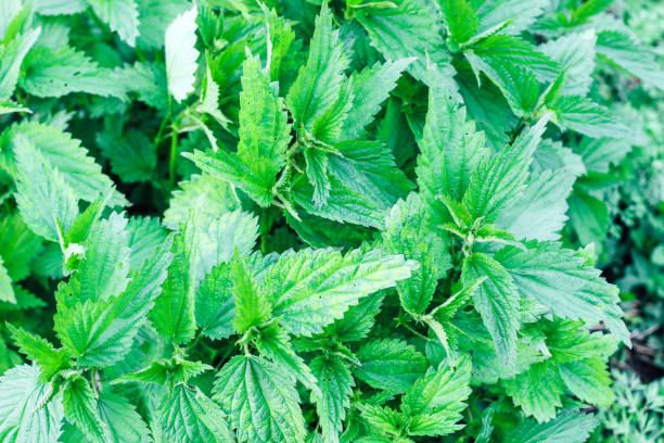 istock Nettle bushes with light spots of the disease 1367399449