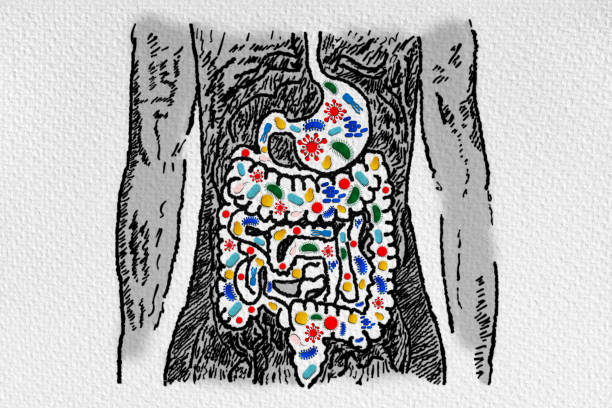 istock ut Microbiome and Probiotics - Association with Gastrointestinal Diseases - Leaky Gut - Dysbiosis 1367399640