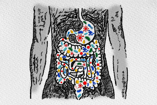 ut Microbiome and Probiotics - Association with Gastrointestinal Diseases - Leaky Gut - Dysbiosis Gut Microbiome and Probiotics - Association with Gastrointestinal Diseases - Leaky Gut - Dysbiosis - Small Intestinal Bacterial Overgrowth - Conceptual Illustration micro organism illustrations stock illustrations