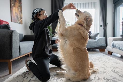 Young boy giving obedience training to his Golden Retriever dog in the living room at home.