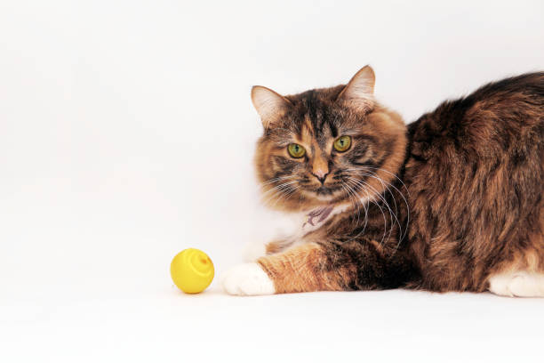 istock A cat of red plays ball 1367399980