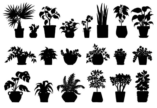 ilustrações, clipart, desenhos animados e ícones de coloque a planta de silhueta. plantas cobertas de preto e branco em vaso de flores esboçam ilustração de rabisco. - bush flower pot tree flower