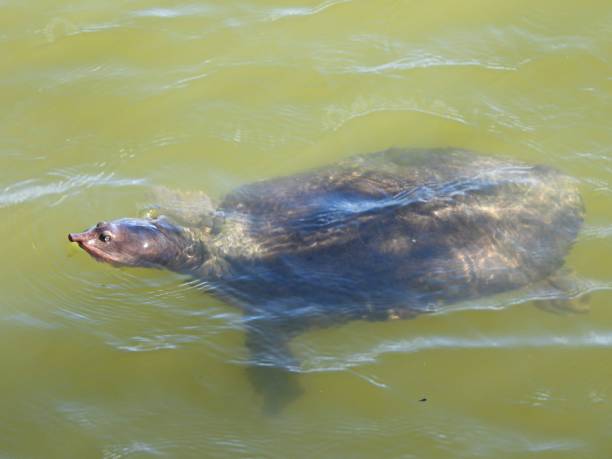 istock Florida Softshell Turtle (Apalone ferox) swimming in a lake 1367401684