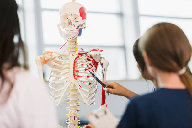 des étudiants en soins infirmiers méconnaissables étudient un modèle de squelette humain - anatomy classroom human skeleton student photos et images de collection