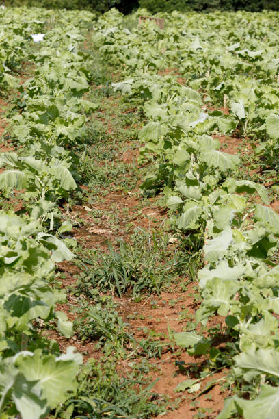 istock Closeup of cabbage plantation 1367402403