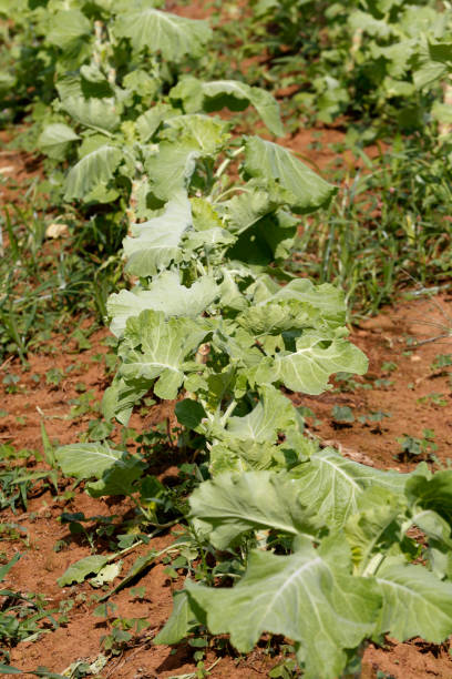 Closeup of cabbage plantation
