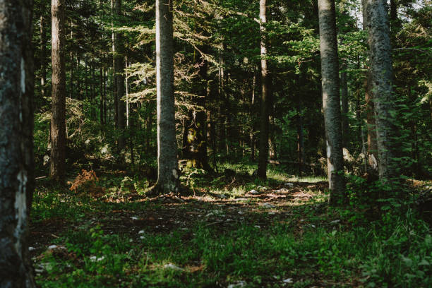 Peace and fresh air - everything you need.