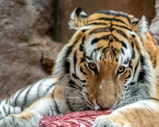 istock A lying tiger eats a piece of red meat 1367402785