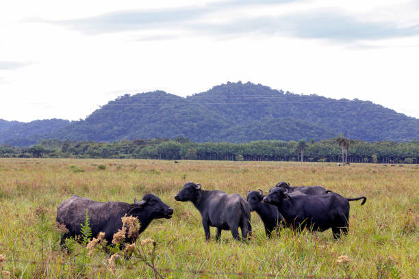 Water buffaloes in high grass pasture, in light of sunset. Iguape, Sao Paulo, Brazil